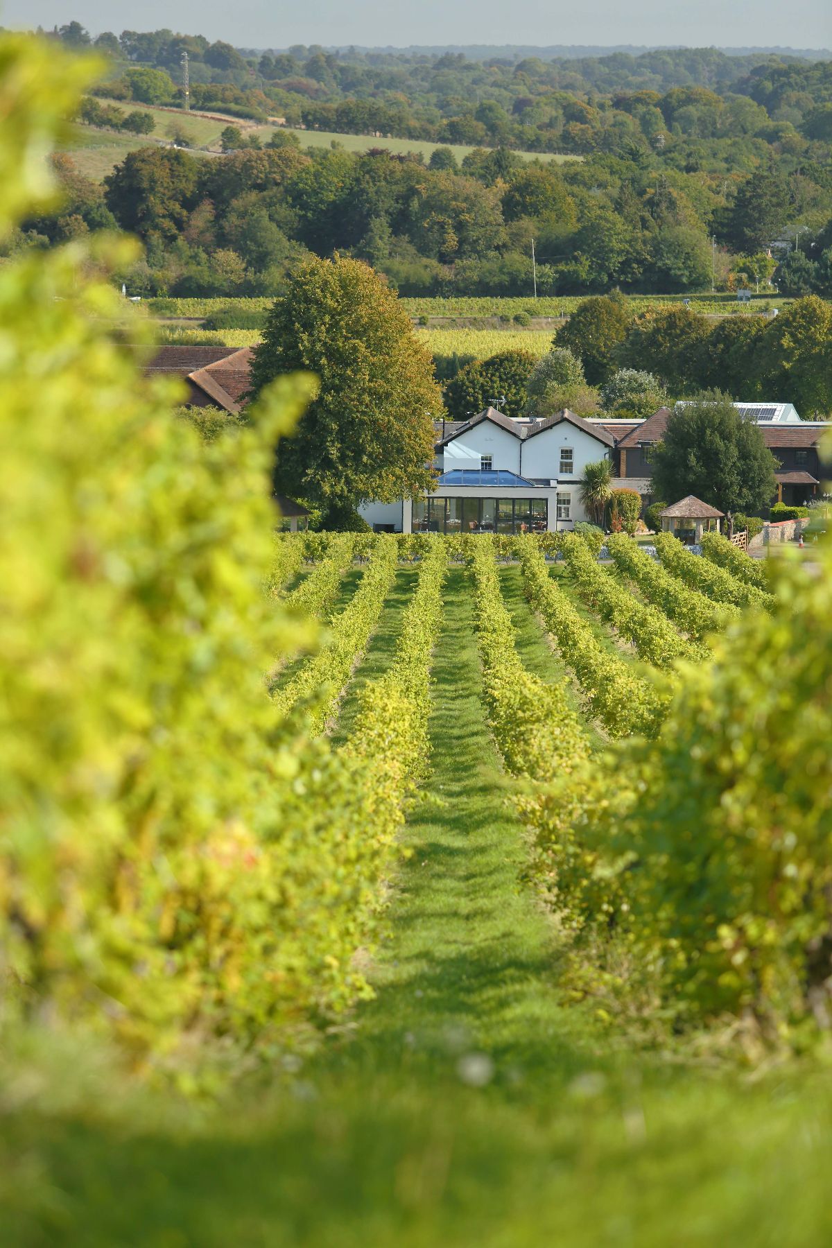Gallery Item 13 for Denbies Wine Estate