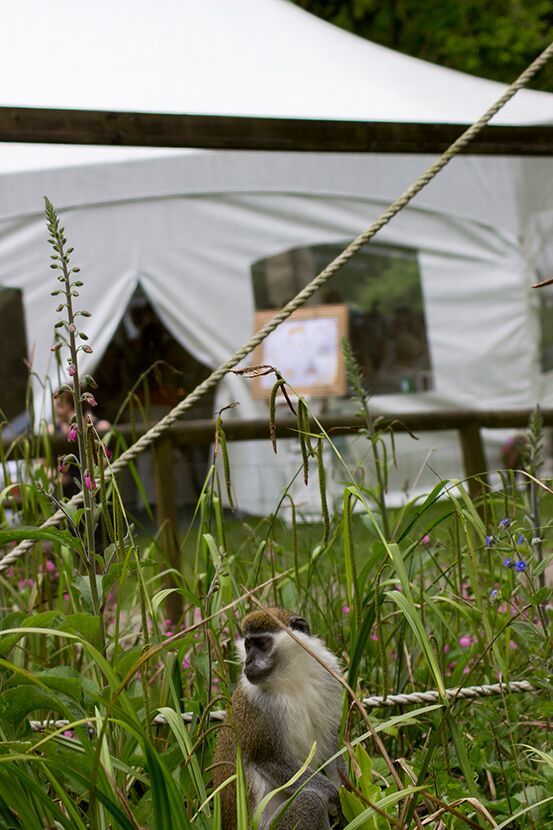 Gallery Item 12 for Dartmoor Zoological Park